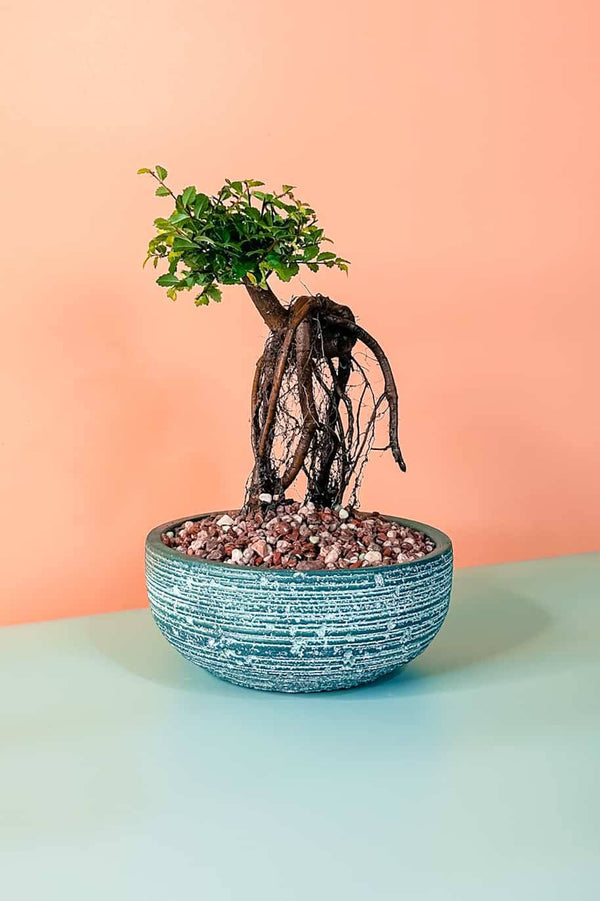 Sweet Plum Dwarf Bonsai