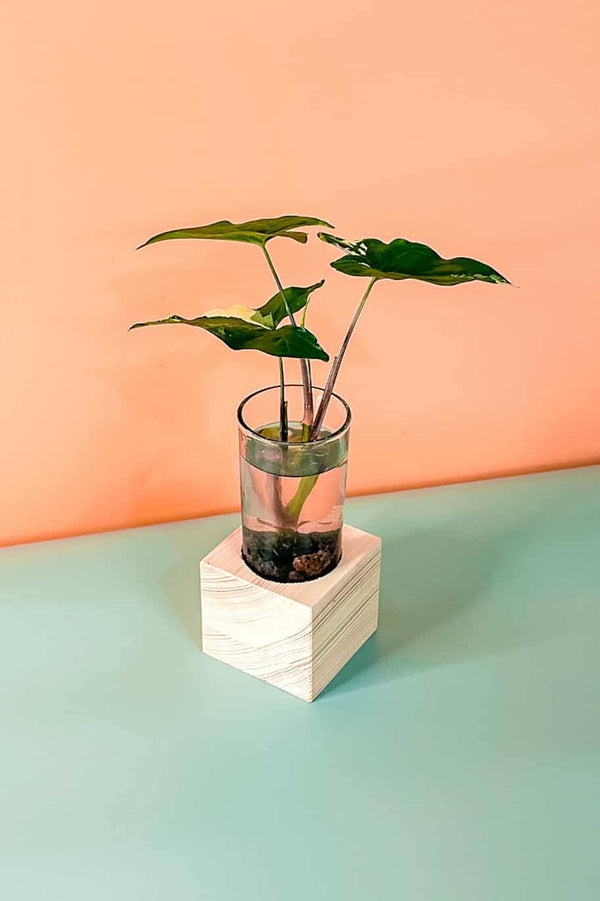 Syngonium Albo Cubo