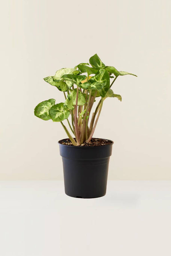 Syngonium Arrow Head Mini