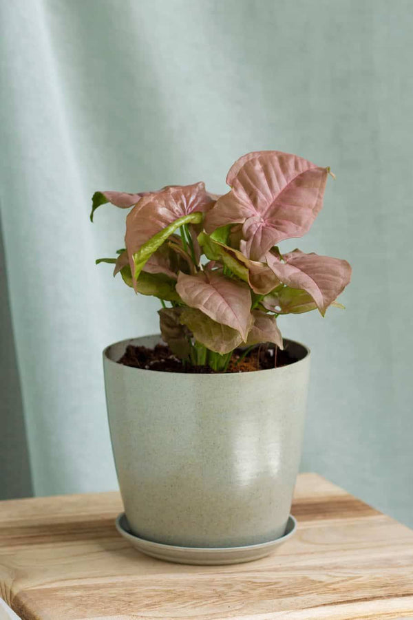 Syngonium Neon Robusta