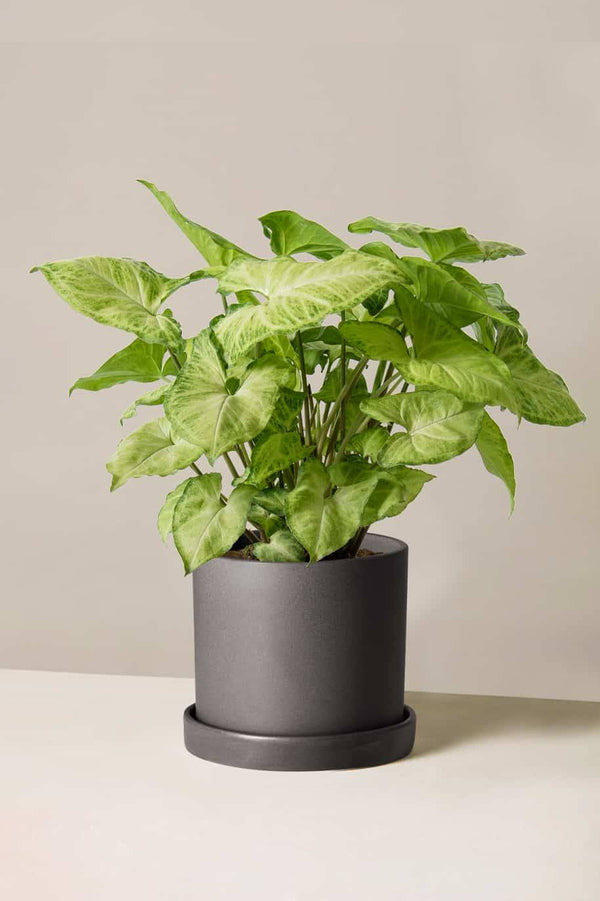 Syngonium Arrow Head