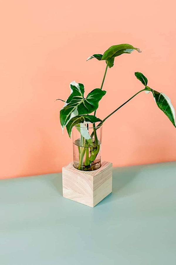 Syngonium White Splash Cubo