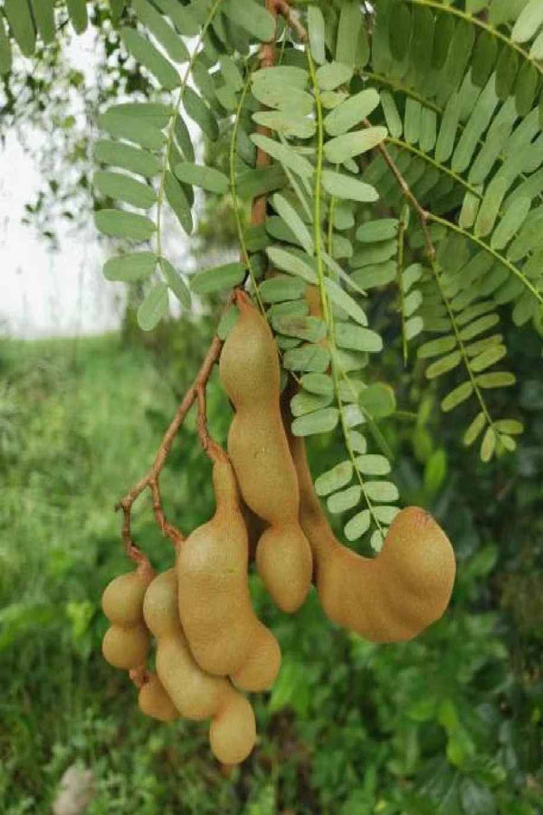 Tamarind Small