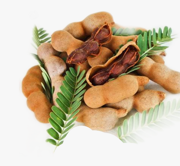 Tamarindus indica or Tamarind Tree شجرة