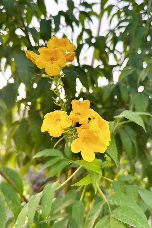 Tecoma Stans Tall