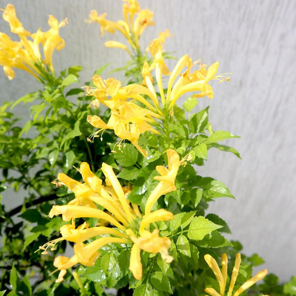 Tecomaria capensis “yellow” or Cape Honeysuckle 0.7-0.9m