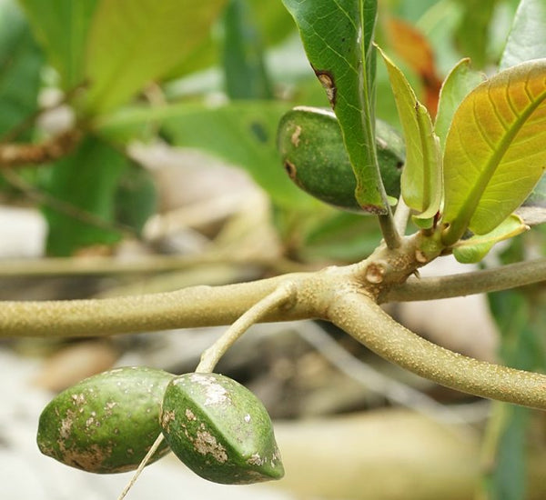 Terminalia catappa “Indian Almond Tree” شجرة اللوز الهندية