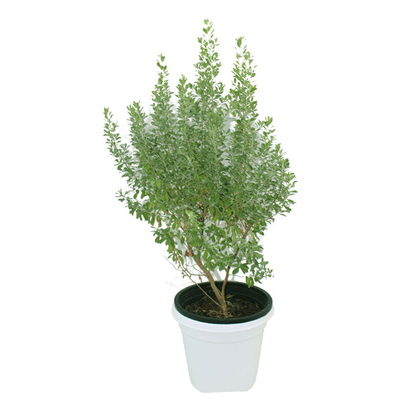 Texas Ranger Texas Sage  - Leucophyllum Frutescens - Outdoor Flowering Plant