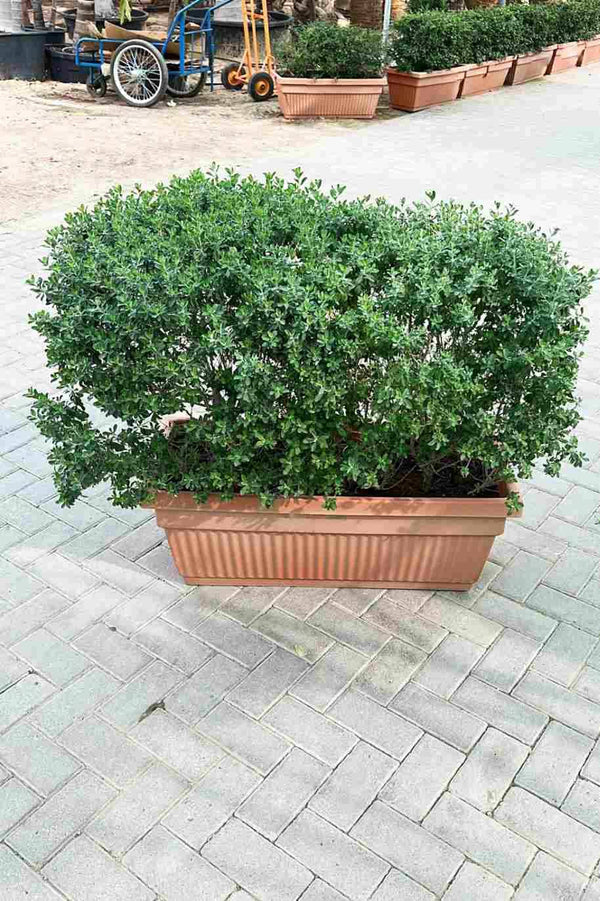 Texas Ranger Wall Shaped