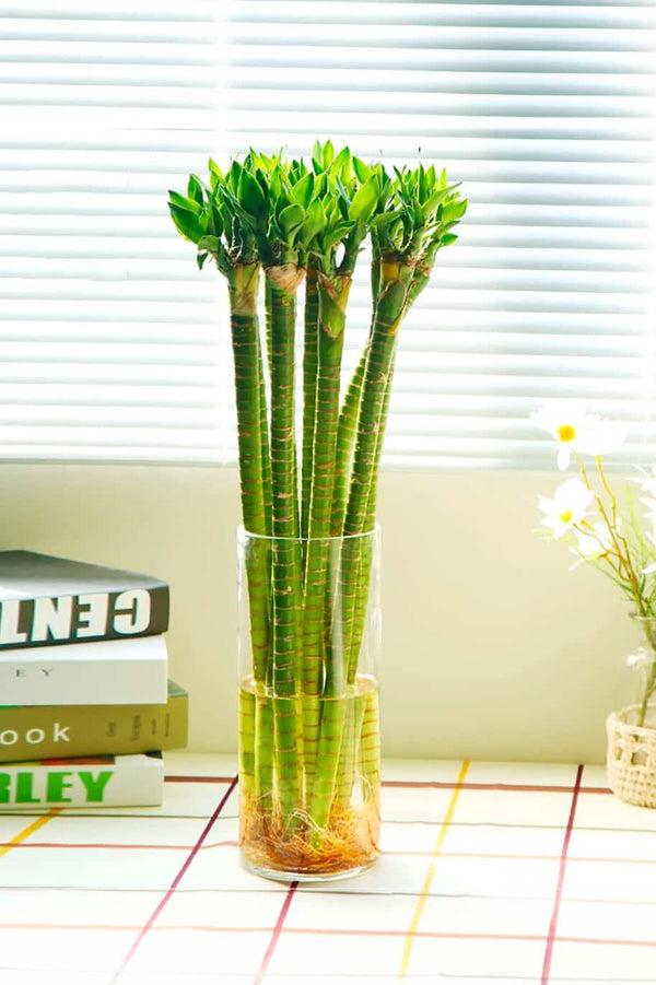 Tiger Lucky Bamboo Stick