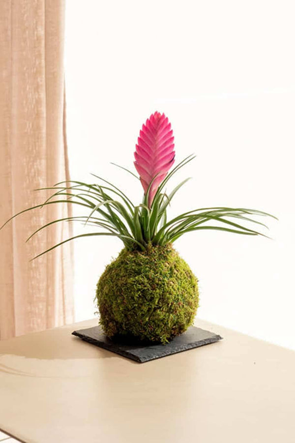 PS Tillandsia Kokedama