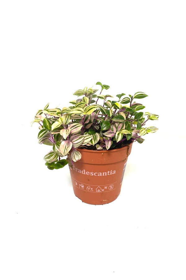 Tradescantia Quadricolor