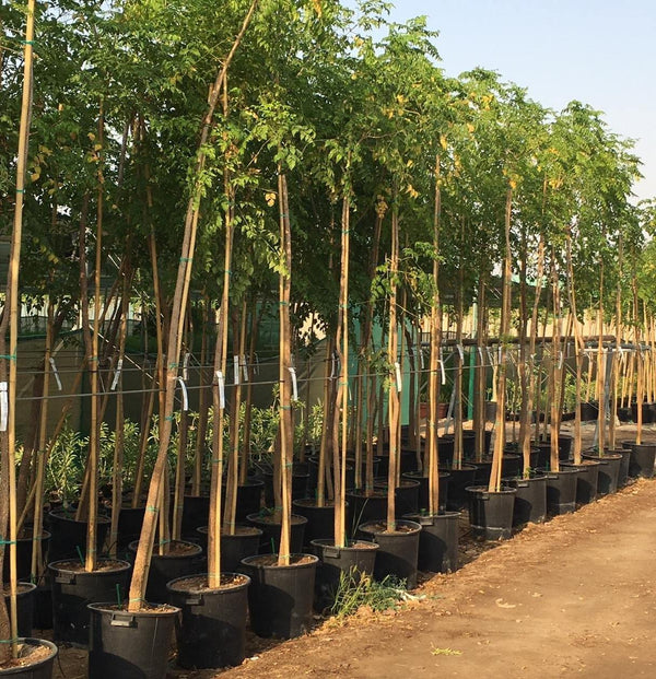 Tree Jasmine - Millingtonia Hortensis -Outdoor Flowering Plant