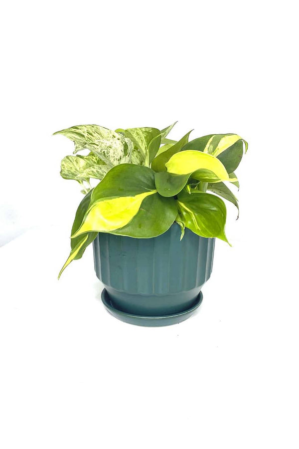 Trio Pothos