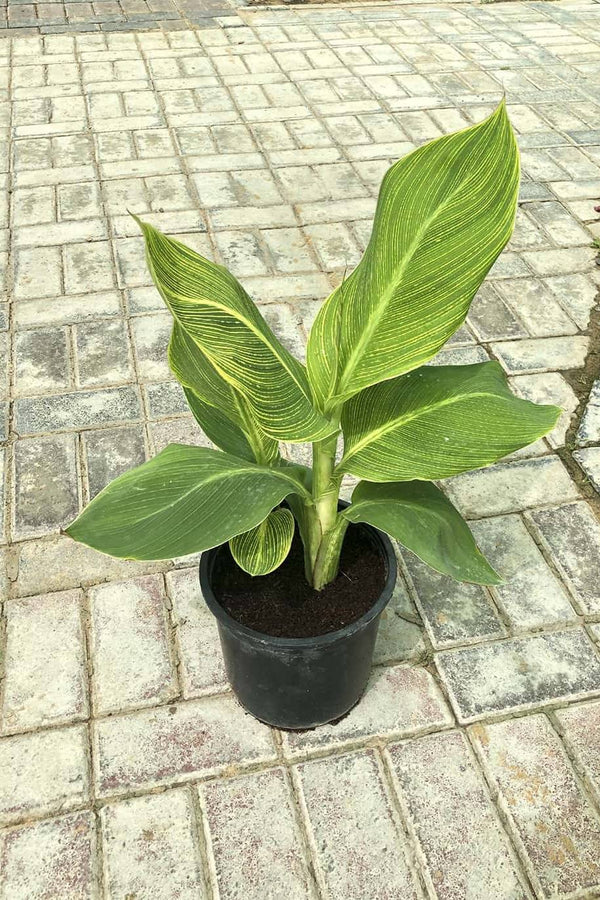 نبات زنبق القنا المائي من تروبيكانا