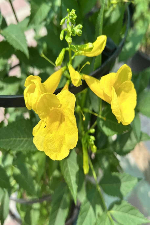 Trumpet Bush - Yellow Bells