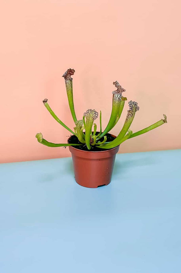 Trumpet Pitcher Carnivorous