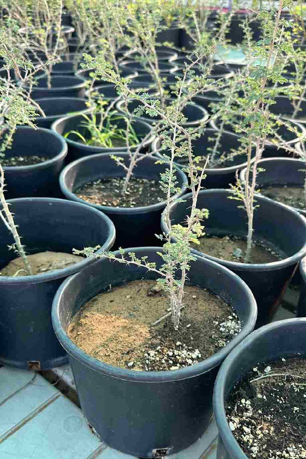 Umbrella Thorn Acacia Mini