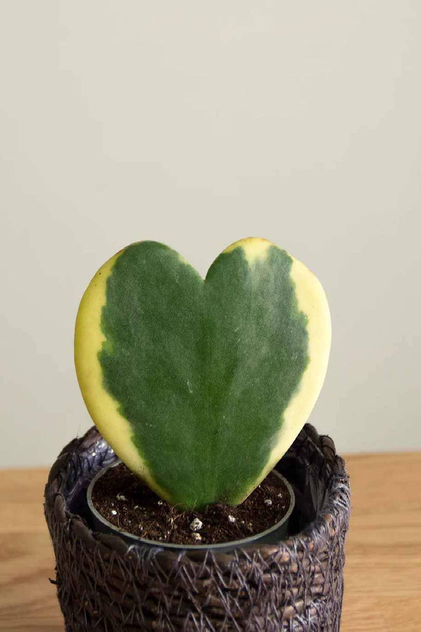 Variegated Hoya Kerrii