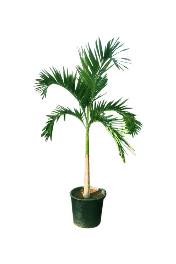 Veitchia Palm – Manila Palm - Elegant Tropical Palm Tree