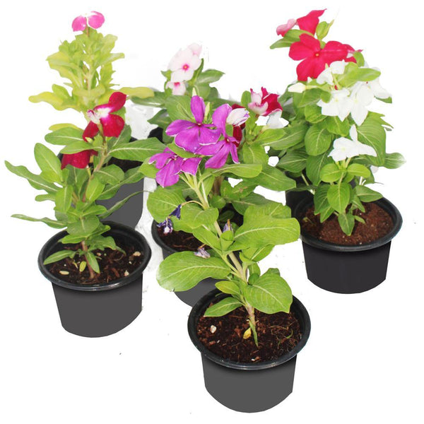 Periwinkle ( Vinca )-Catharanthus Roseus - Outdoor Flowering Plant