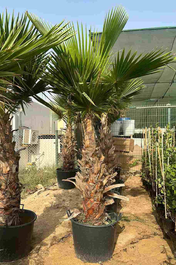 Washingtonia Palm 2 Meter