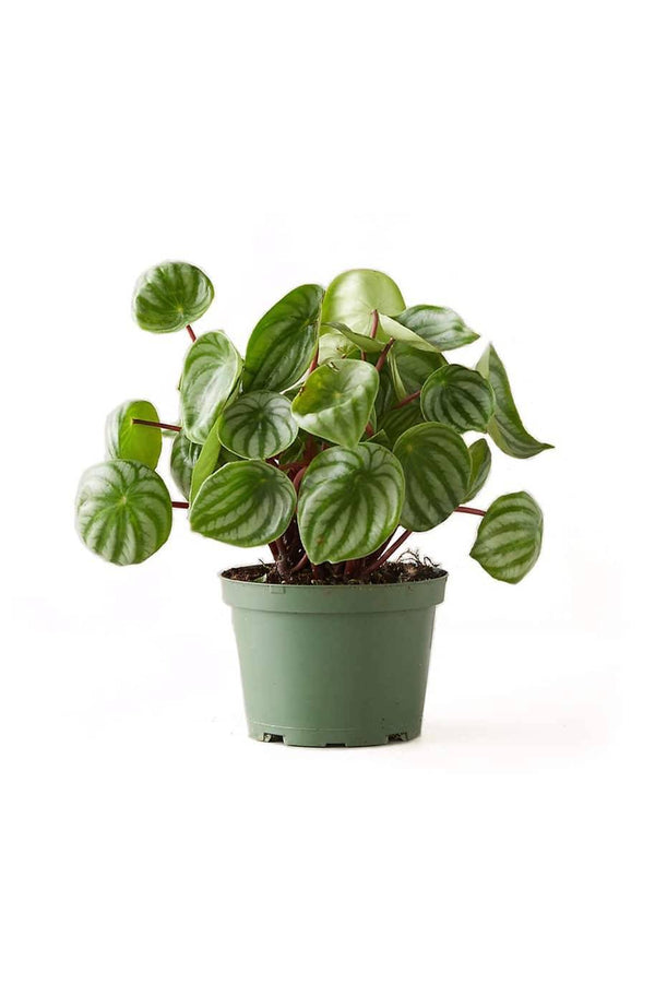 Watermelon peperomia