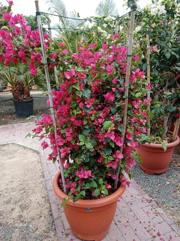 Bougainvillea Bushy-Paper Flower -Outdoor Flowering Plant