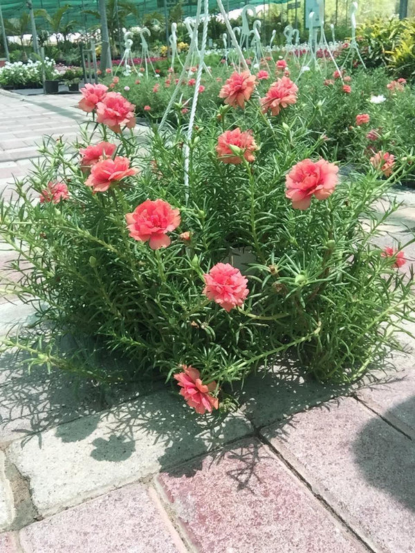 Portulaca Hanging Plant – Colorful Trailing Blooms for Garden