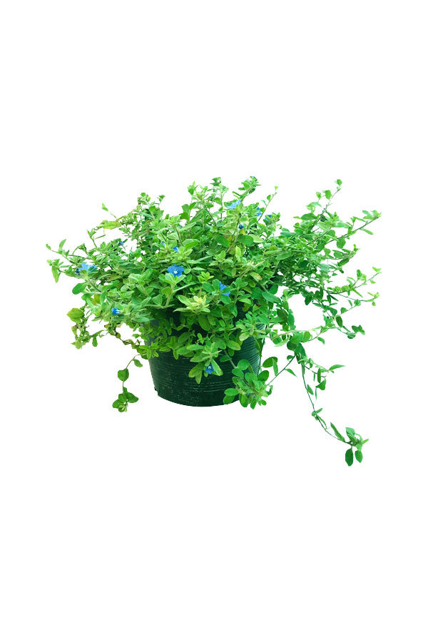 Dwarf Morning Glory - Evolvulus - Outdoor Flowering Plant