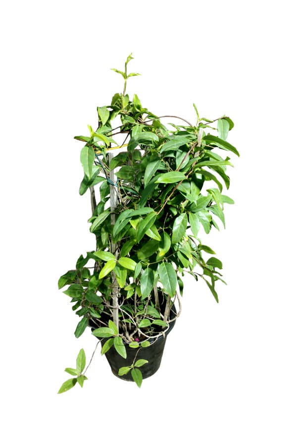 Golden Thryallis - Galphimia Speciosa - Outdoor Plant