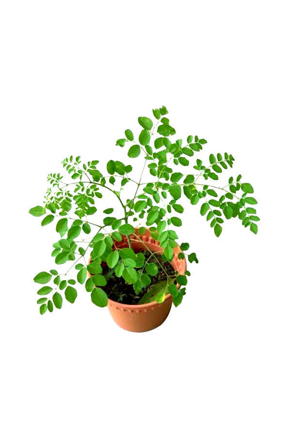 Moringa - Moringa Oleifera