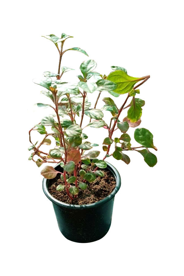 Alternanthera - Alternanthera Reineckii