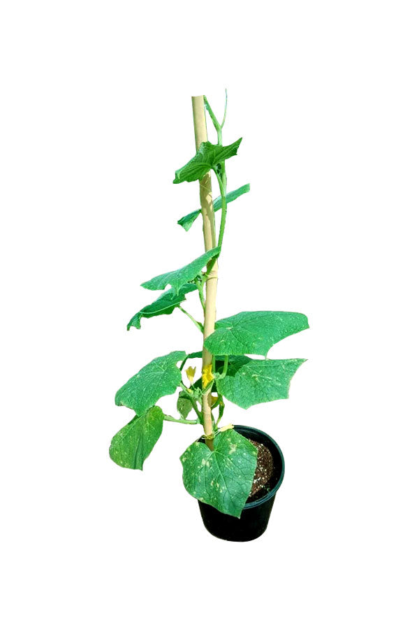 Cucumber - Cucumis Sativus