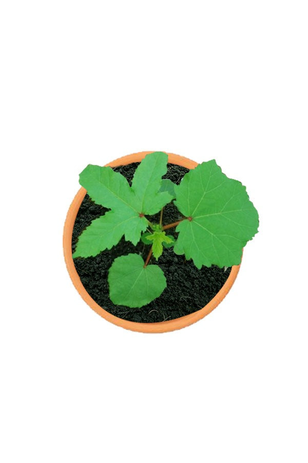 Okra Plant-Ladies Finger-Abelmoschus Esculentus