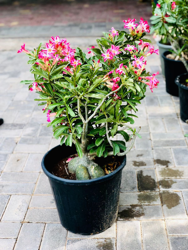 Desert Rose - Adenium Obesum - Outdoor Flowering Plant