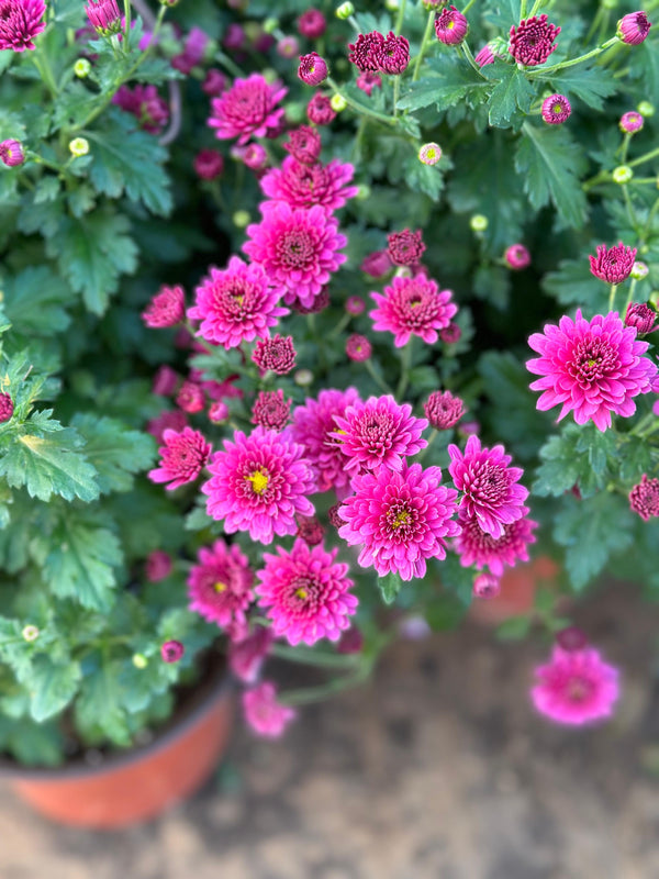 Chrysanthemum || Chrysanthemum indicum || أقحوان || Vibrant Flowering Plant for Gardens UAE & KSA