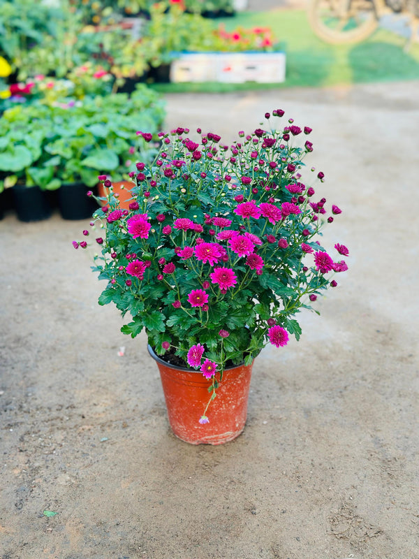 Chrysanthemum - Outdoor Flowering Plant