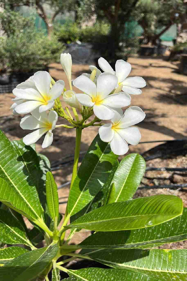 White Frangipani Small