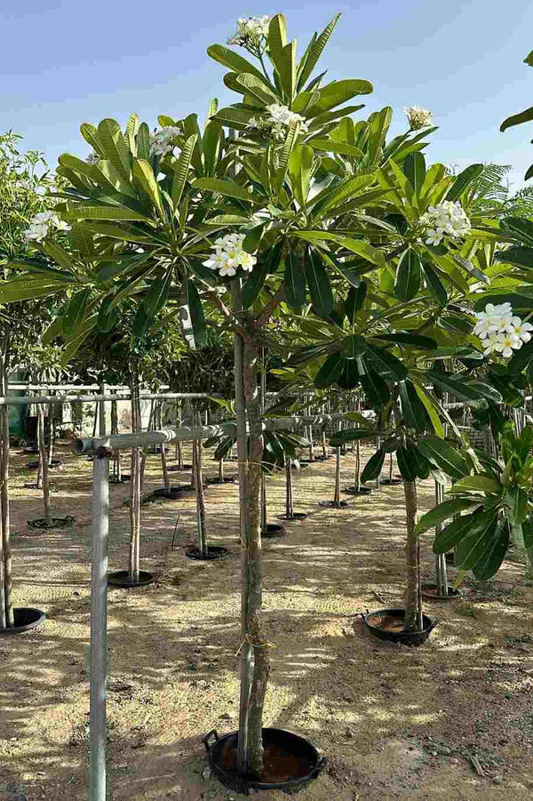 White Plumeria Tree