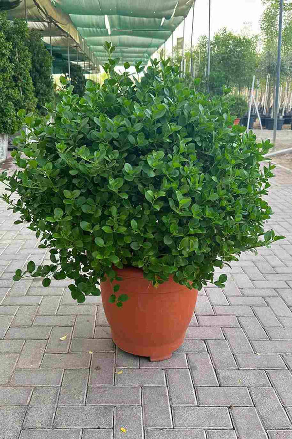 Wild Jasmine Crown