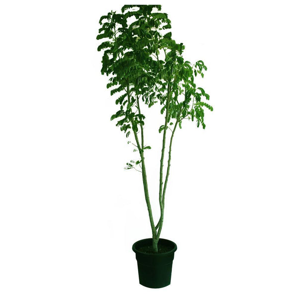 Yellow Poinciana - Peltophorum Pterocarpum (Flame Tree) - Outdoor Flowering Plant