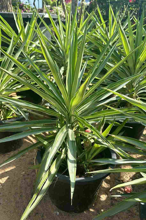 Yucca Silver Star