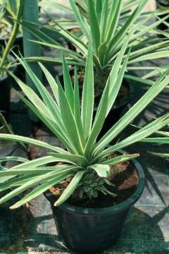 Variegated Caribbean Agave