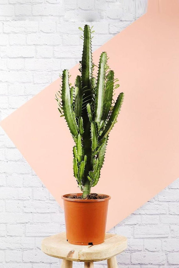African Milk Tree Cactus