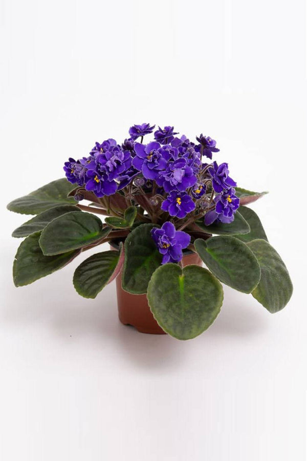 African Violets