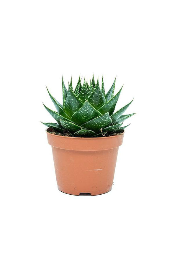 Aloe Cosmo