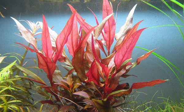 Alternanthera Reineckii || Red Aquatic Plant || ألتيرانثيرا || Aquarium Stem Water Plant for UAE & KSA