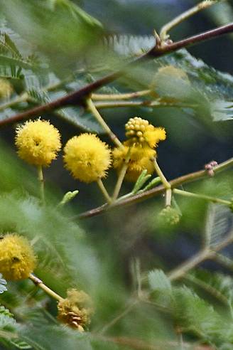 Acacia Arabica Small