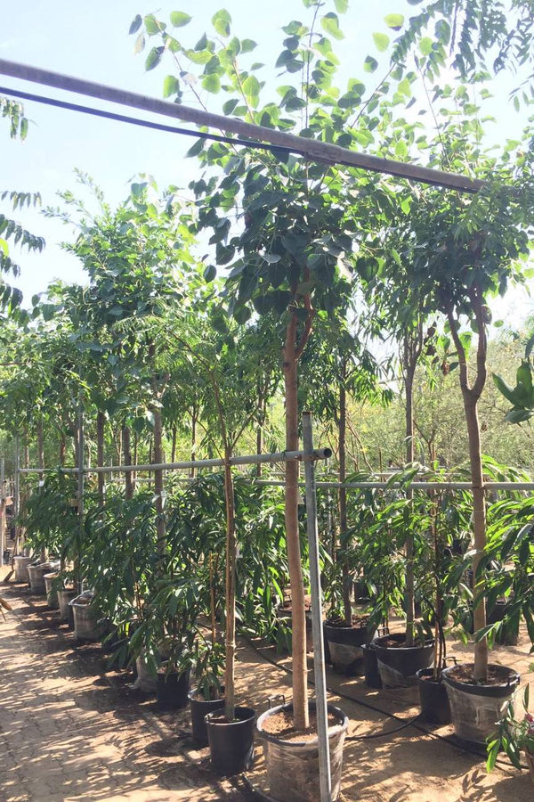 Banyan Tree